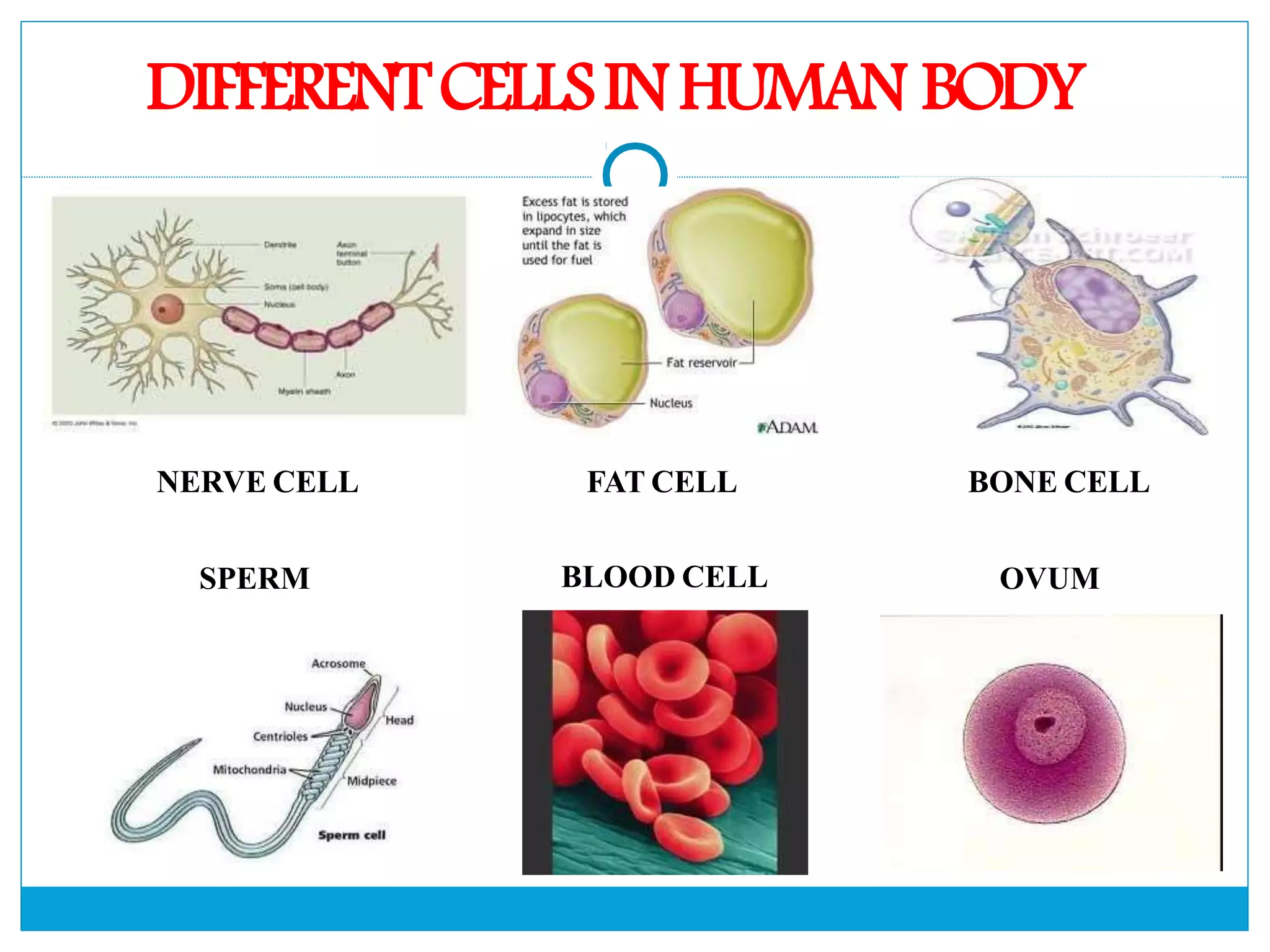 The Fundamental unit of life- Cell, Class 9 Chapter-5