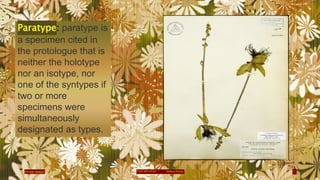 Typodification typification | PPTX