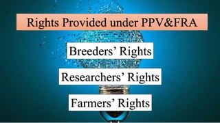 Farmers Rights Vs Researchers Rights Intellectual Property Rights in Plant Breeding | PPTX