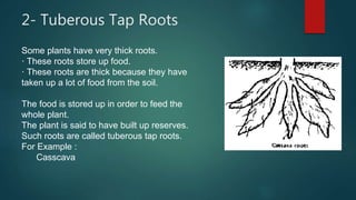 Taproots Example Fruits Presentation of roots | PPTX
