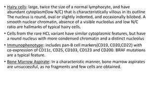 • Hairy cells: large, twice the size of a normal lymphocyte, and have
abundant cytoplasm(low N/C) that is characteristically villous in its outline
The nucleus is round, oval or slightly indented, and occasionally bilobed. A
smooth nuclear chromatin, absence of a visible nucleolus and low N/C
ratio are hallmarks of typical hairy cells.
• Cells from the rare HCL variant have similar cytoplasmic features, but have
a round nucleus with more condensed chromatin and a distinct nucleolus
• Immunophenotype: includes pan-B cell markers(CD19, CD20,CD22) with
co-expression of CD11c, CD25, CD103, CD123 and CD200. BRAF mutations
are a typical feature.
• Bone Marrow Aspirate: In a characteristic manner, bone marrow aspirates
are unsuccessful, as no fragments and few cells are obtained.
 