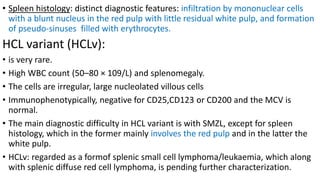• Spleen histology: distinct diagnostic features: infiltration by mononuclear cells
with a blunt nucleus in the red pulp with little residual white pulp, and formation
of pseudo-sinuses filled with erythrocytes.
HCL variant (HCLv):
• is very rare.
• High WBC count (50–80 × 109/L) and splenomegaly.
• The cells are irregular, large nucleolated villous cells
• Immunophenotypically, negative for CD25,CD123 or CD200 and the MCV is
normal.
• The main diagnostic difficulty in HCL variant is with SMZL, except for spleen
histology, which in the former mainly involves the red pulp and in the latter the
white pulp.
• HCLv: regarded as a formof splenic small cell lymphoma/leukaemia, which along
with splenic diffuse red cell lymphoma, is pending further characterization.
 