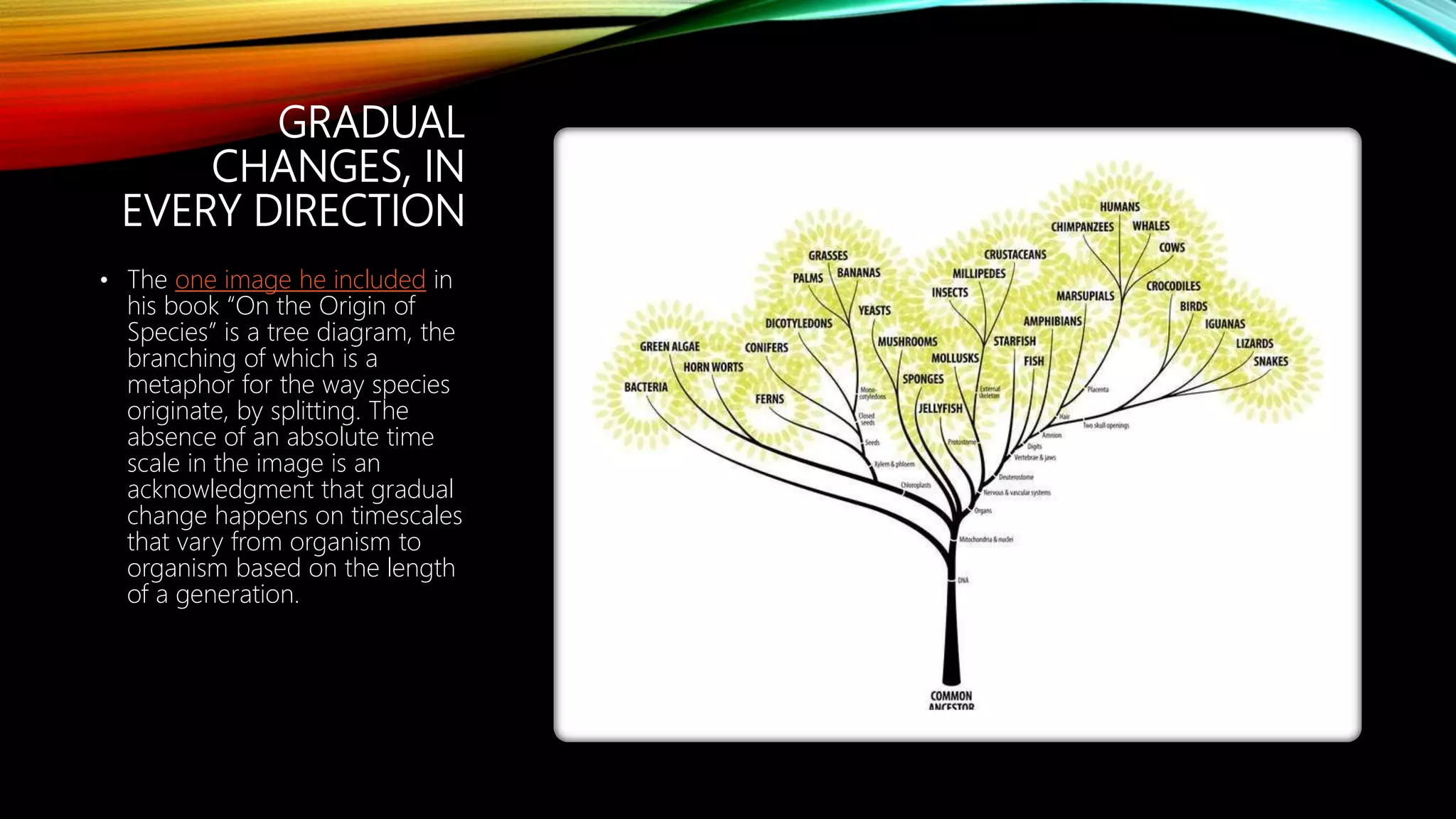 GRADUAL
CHANGES, IN
EVERY DIRECTION
• The one image he included in
his book “On the Origin of
Species” is a tree diagram, the
branching of which is a
metaphor for the way species
originate, by splitting. The
absence of an absolute time
scale in the image is an
acknowledgment that gradual
change happens on timescales
that vary from organism to
organism based on the length
of a generation.
 