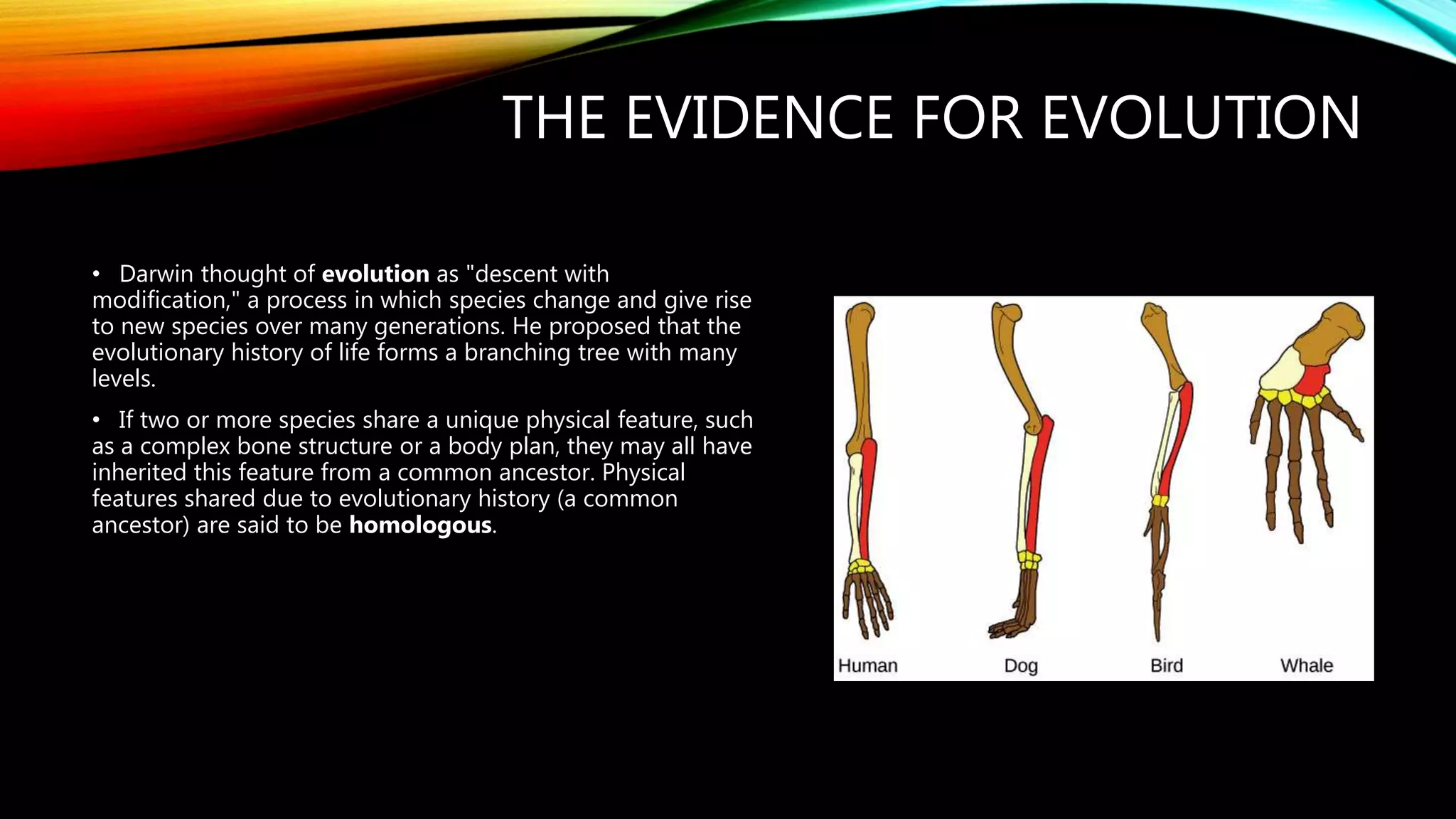 THE EVIDENCE FOR EVOLUTION
• Darwin thought of evolution as "descent with
modification," a process in which species change and give rise
to new species over many generations. He proposed that the
evolutionary history of life forms a branching tree with many
levels.
• If two or more species share a unique physical feature, such
as a complex bone structure or a body plan, they may all have
inherited this feature from a common ancestor. Physical
features shared due to evolutionary history (a common
ancestor) are said to be homologous.
 