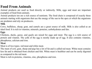 Food From Animals
Animal products are used as food directly or indirectly. Milk, eggs and meat are important
examples of food from animals.
Animal products too are a rich source of nutrients. The food chain is composed of exactly these
animals starting with organisms that use the energy of the sun to the apex at which the organisms
are predators and rely on producers.
Milk
Cows, buffaloes, sheep, goat, and camels are a great source of milk. Milk is also called as an
ideal food. It is rich in vitamins, minerals, proteins, carbohydrates and fats.
Eggs
Chickens, ducks, geese, and quails are raised for eggs and meat. The egg is a rich source of
protein and vitamin. The yolk of the egg is mostly made up of egg. It also contains vitamins,
phosphorus, calcium and iron.
Meat
Meat is of two types- red meat and white meat.
The meat of cow, goat, sheep and pigs has a lot of fat and is called red meat. White meat contains
less fat and is obtained from chicken and fish. White meat is healthier and can be easily digested
as compared to the red meat.
Meat is rich in proteins, vitamins, zinc, phosphorus and iron.
 