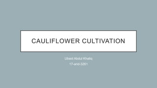 CAULIFLOWER CULTIVATION
Ubaid Abdul Khaliq
17-arid-3261
 