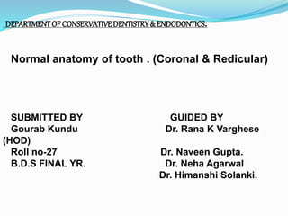 DEPARTMENTOF CONSERVATIVEDENTISTRY& ENDODONTICS.
Normal anatomy of tooth . (Coronal & Redicular)
SUBMITTED BY GUIDED BY
Gourab Kundu Dr. Rana K Varghese
(HOD)
Roll no-27 Dr. Naveen Gupta.
B.D.S FINAL YR. Dr. Neha Agarwal
Dr. Himanshi Solanki.
 