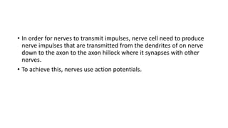 • In order for nerves to transmit impulses, nerve cell need to produce
nerve impulses that are transmitted from the dendrites of on nerve
down to the axon to the axon hillock where it synapses with other
nerves.
• To achieve this, nerves use action potentials.
 