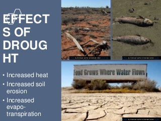 EFFECT
S OF
DROUG
HT
• Increased heat
• Increased soil
erosion
• Increased
evapo-
transpiration
This Photo by Unknown author is licensed under CC BY.
This Photo by Unknown author is licensed under CC BY-ND.
This Photo by Unknown author is licensed under CC BY.
 