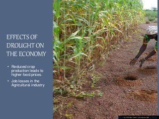 EFFECTS OF
DROUGHT ON
THE ECONOMY
• Reduced crop
production leads to
higher food prices.
• Job losses in the
Agricultural industry
This Photo by Unknown author is licensed under CC BY-NC.
 