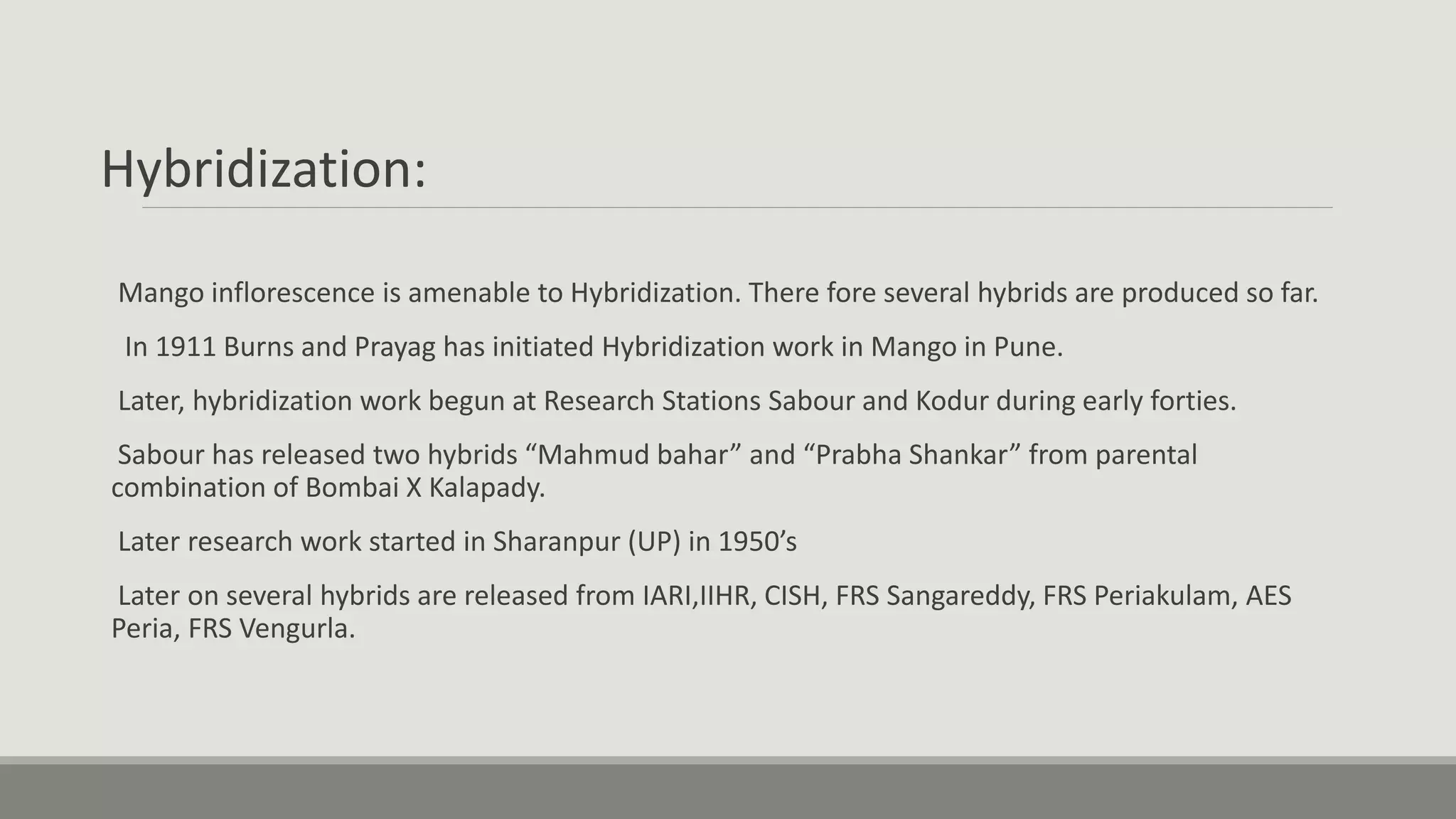 Hybridization:
Mango inflorescence is amenable to Hybridization. There fore several hybrids are produced so far.
In 1911 Burns and Prayag has initiated Hybridization work in Mango in Pune.
Later, hybridization work begun at Research Stations Sabour and Kodur during early forties.
Sabour has released two hybrids “Mahmud bahar” and “Prabha Shankar” from parental
combination of Bombai X Kalapady.
Later research work started in Sharanpur (UP) in 1950’s
Later on several hybrids are released from IARI,IIHR, CISH, FRS Sangareddy, FRS Periakulam, AES
Peria, FRS Vengurla.
 