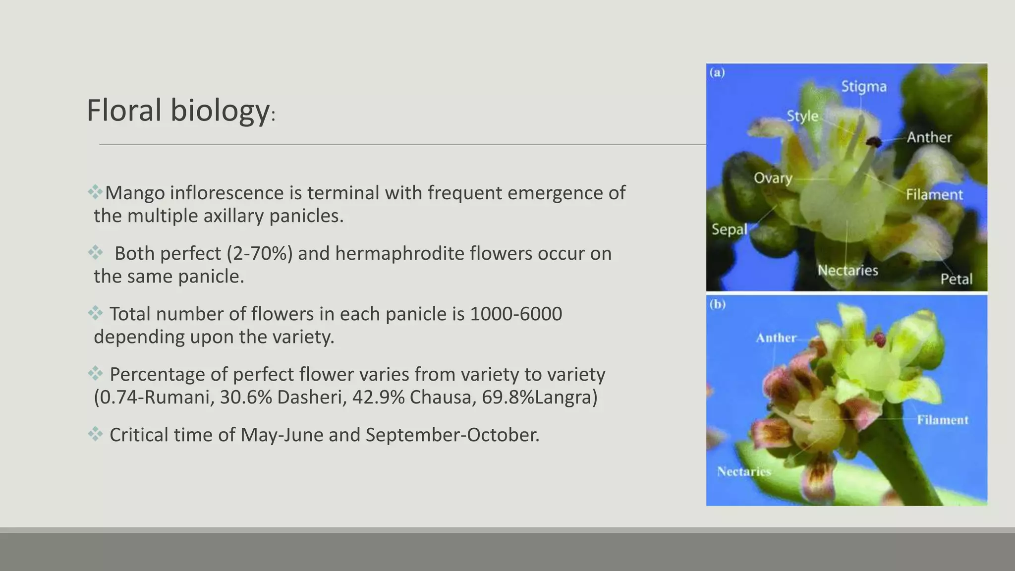 Floral biology:
Mango inflorescence is terminal with frequent emergence of
the multiple axillary panicles.
 Both perfect (2-70%) and hermaphrodite flowers occur on
the same panicle.
 Total number of flowers in each panicle is 1000-6000
depending upon the variety.
 Percentage of perfect flower varies from variety to variety
(0.74-Rumani, 30.6% Dasheri, 42.9% Chausa, 69.8%Langra)
 Critical time of May-June and September-October.
 