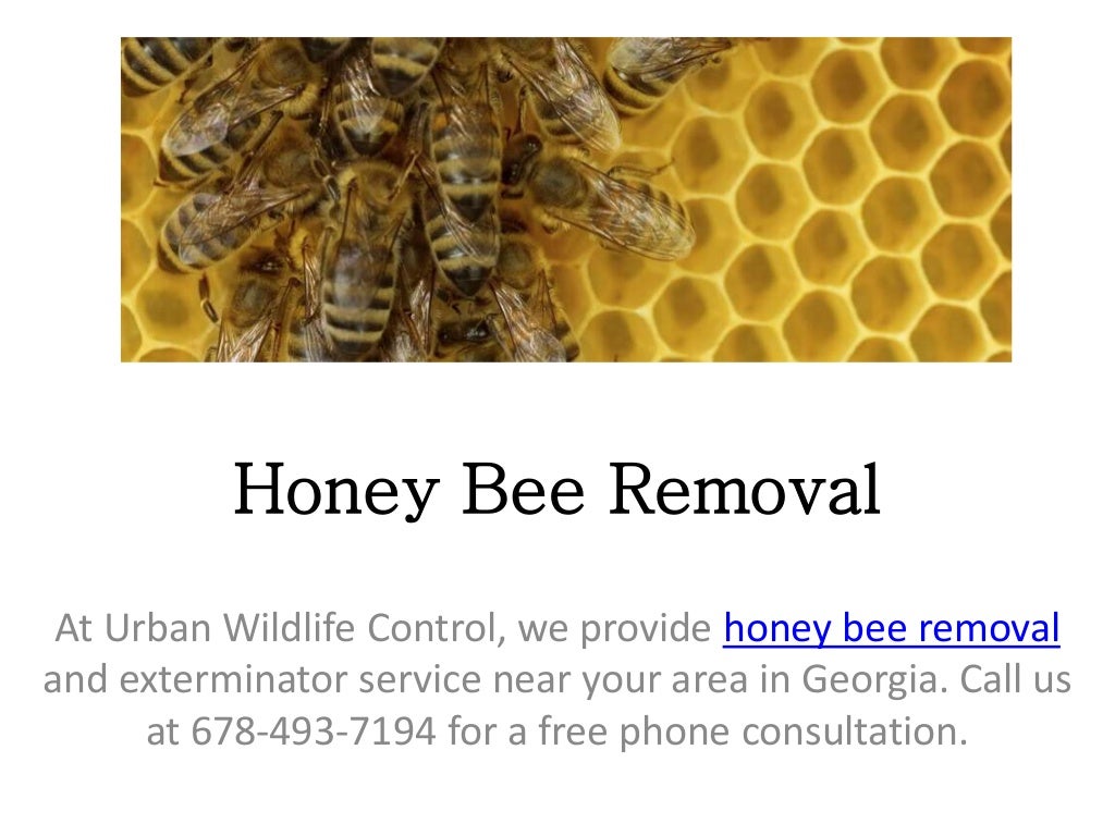 Honey Bee Removal
At Urban Wildlife Control, we provide honey bee removal
and exterminator service near your area in Georgia. Call us
at 678-493-7194 for a free phone consultation.
 