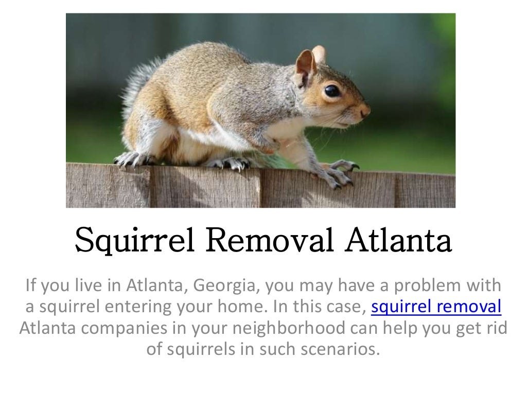 Squirrel Removal Atlanta
If you live in Atlanta, Georgia, you may have a problem with
a squirrel entering your home. In this case, squirrel removal
Atlanta companies in your neighborhood can help you get rid
of squirrels in such scenarios.
 