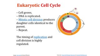 Eukaryotic Cell Cycle
– Cell grows.
– DNA is replicated.
– Mitotic cell division produces
daughter cells identical to the
parent.
– Repeat.
The timing of replication and
cell division is highly
regulated.
Image: Cell cycle by Richard Wheeler From the Virtual Cell Biology Classroom on ScienceProfOnline.com
 