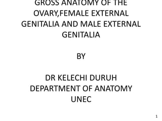 GROSS ANATOMY OF THE
OVARY,FEMALE EXTERNAL
GENITALIA AND MALE EXTERNAL
GENITALIA
BY
DR KELECHI DURUH
DEPARTMENT OF ANATOMY
UNEC
1
 