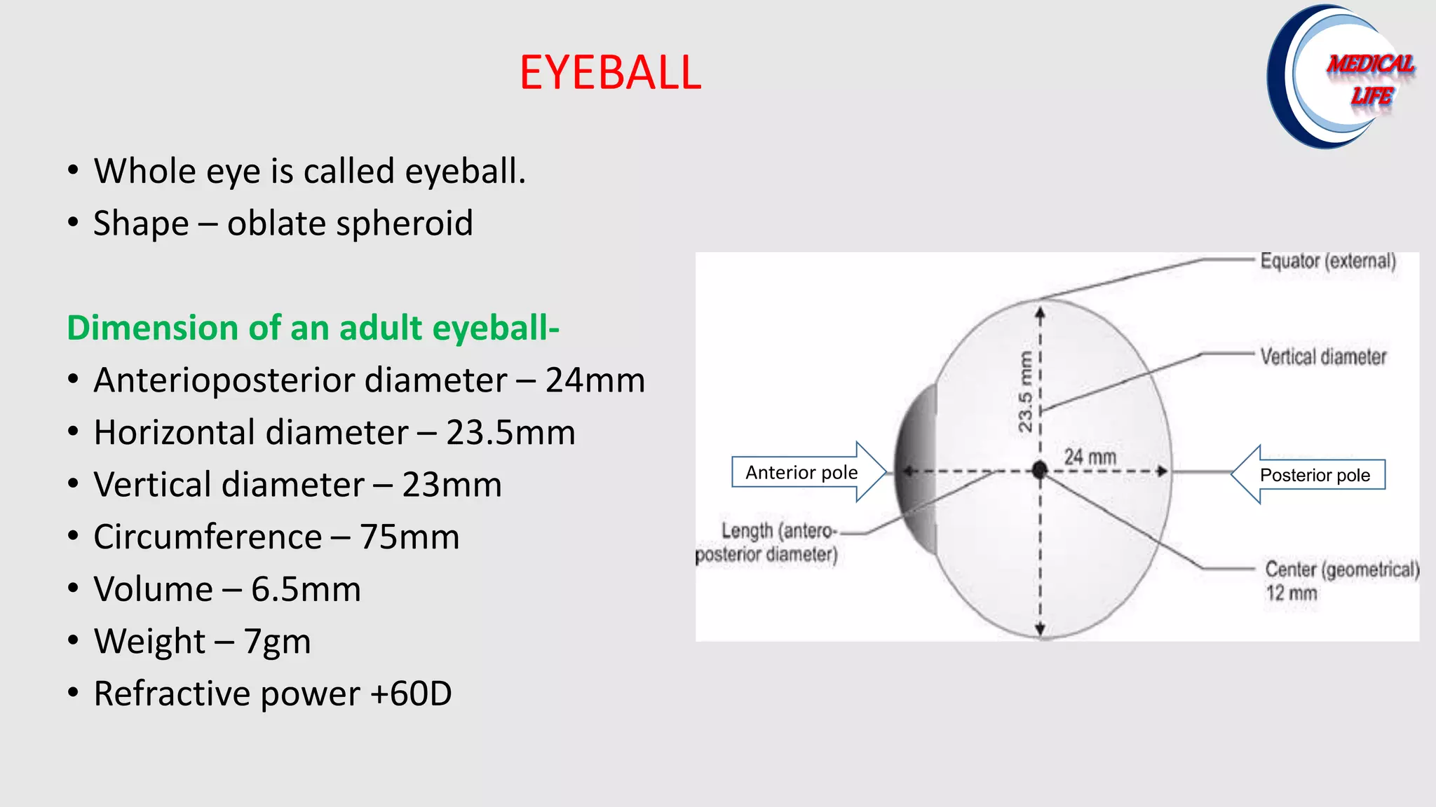 • Whole eye is called eyeball.
• Shape – oblate spheroid
Dimension of an adult eyeball-
• Anterioposterior diameter – 24mm
• Horizontal diameter – 23.5mm
• Vertical diameter – 23mm
• Circumference – 75mm
• Volume – 6.5mm
• Weight – 7gm
• Refractive power +60D
EYEBALL
Anterior pole Posterior pole
 