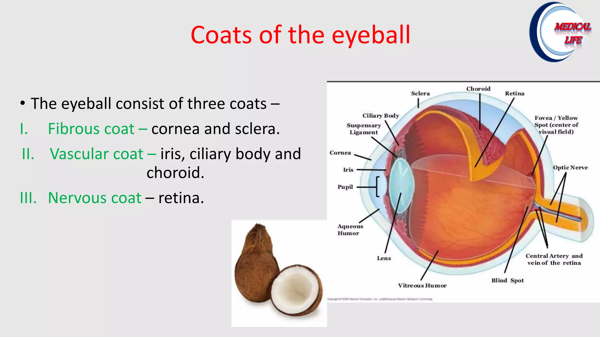 Coats of the eyeball
• The eyeball consist of three coats –
I. Fibrous coat – cornea and sclera.
II. Vascular coat – iris, ciliary body and
choroid.
III. Nervous coat – retina.
 