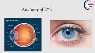 anatomy of the eyeball