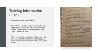 Training Information
(Plan)
• The training plan we started with:
• This included a plan for sit, but also plans for other
dog tricks we would add if "sit" was learned too
quickly. These other tricks were things like "hop,"
"spin," "speak," or "stay."
• "Sit -> Lower food reward below table, or pet back,
click and reward(for the sitting motion). Begin to
space out rewards and introduce "back hand raise"
as cue."
 