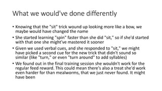 What we would've done differently
• Knowing that the "sit" trick wound up looking more like a bow, we
maybe would have changed the name
• She started learning "spin" faster than she did "sit," so if she'd started
with that one she might've mastered it sooner
• Given we used verbal cues, and she responded to "sit," we might
have picked a second cue for the new trick that didn't sound so
similar (like "turn," or even "turn around" to add syllables)
• We found out in the final training session she wouldn't work for the
regular feed reward. This could mean there's also a treat she'd work
even harder for than mealworms, that we just never found. It might
have been
 