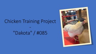 Chicken Training Project
-
"Dakota" / #085
 