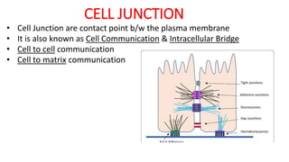 CELL JUNCTION
• Cell Junction are contact point b/w the plasma membrane
• It is also known as Cell Communication & Intracellular Bridge
• Cell to cell communication
• Cell to matrix communication
 