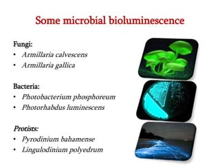 Bioluminescence in Bacteria | PPT