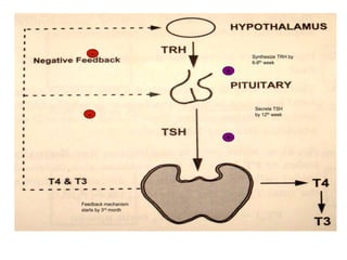 THYROID HORMONE STUDIES
Serum thyroid hormone(T3,T4 both total and
free)
Serum TSH level(sensitive indicator for p.
hypo...
