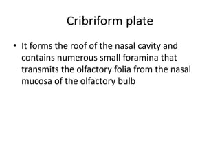 Cribriform plate
• It forms the roof of the nasal cavity and
contains numerous small foramina that
transmits the olfactory...