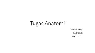 Tugas Anatomi
Samuel Rexy
Andrologi
526221001
 