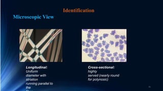 Longitudinal:
Uniform
diameter with
striation
running parallel to
the
Cross-sectional:
highly
served (nearly round
for polynosic)
Identification
Microscopic View
35
 
