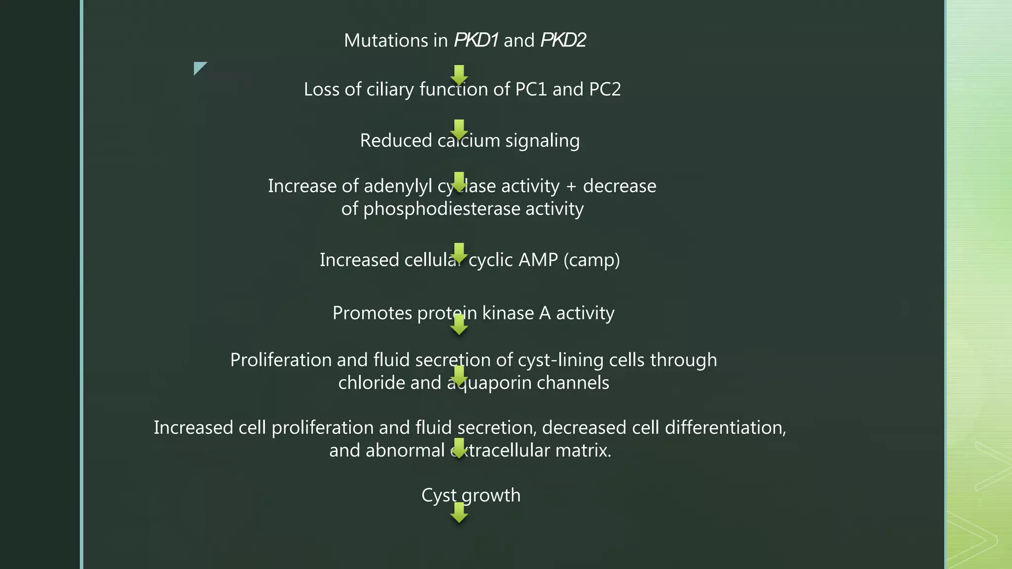 z
Mutations in PKD1 and PKD2
Loss of ciliary function of PC1 and PC2
Reduced calcium signaling
Increase of adenylyl cyclase activity + decrease
of phosphodiesterase activity
Increased cellular cyclic AMP (camp)
Promotes protein kinase A activity
Proliferation and fluid secretion of cyst-lining cells through
chloride and aquaporin channels
Increased cell proliferation and fluid secretion, decreased cell differentiation,
and abnormal extracellular matrix.
Cyst growth
 