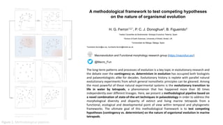 A methodological framework to test competing hypotheses
on the nature of organismal evolution
H. G. Ferron1,2,*, P. C. J. Donoghue2, B. Figueirido3
1Institut Cavanilles de Biodiversitat I Biologia Evolutiva, Paterna, Spain
2School of Earth Sciences, University of Bristol, Bristol, UK
3Universidad de Málaga, Málaga, Spain
*humberto.ferron@uv.es, humberto.ferron@bristol.ac.uk
Macroevolution and Functional morphology research group (https://macrofun.es/)
@Macro_Fun
The long-term patterns and processes of evolution is a key topic in evolutionary research and
the debate over the contingency vs. determinism in evolution has occupied both biologists
and palaeontologists alike for decades. Evolutionary history is replete with parallel natural
evolutionary experiments from which general nomothetic principles can be gleaned. Among
the most powerful of these natural experimental systems is the evolutionary transition to
life in water by tetrapods, a phenomenon that has happened more than 30 times
independently over different lineages. Here, we present a methodological pipeline based on
a novel combination of state-of-the-art techniques in palaeobiology in order to address the
morphological diversity and disparity of extinct and living marine tetrapods from a
functional, ecological and developmental point of view within temporal and phylogenetic
frameworks. The ultimate goal of this methodological framework is to test competing
hypotheses (contingency vs. determinism) on the nature of organismal evolution in marine
tetrapods.
Ancestral character state reconstruction of
ontogenetic trajectories
Figure 1. Methodological pipeline.
 