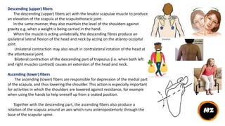 Descending (upper) fibers
The descending (upper) fibers act with the levator scapulae muscle to produce
an elevation of the scapula at the scapulothoracic joint.
In the same manner, they also maintain the level of the shoulders against
gravity e.g. when a weight is being carried in the hand.
When the muscle is acting unilaterally, the descending fibres produce an
ipsilateral lateral flexion of the head and neck by acting on the atlanto-occipital
joint.
Unilateral contraction may also result in contralateral rotation of the head at
the atlantoaxial joint.
Bilateral contraction of the descending part of trapezius (i.e. when both left
and right muscles contract) causes an extension of the head and neck.
Ascending (lower) fibers
The ascending (lower) fibers are responsible for depression of the medial part
of the scapula, and thus lowering the shoulder. This action is especially important
for activities in which the shoulders are lowered against resistance, for example
when using the hands to help oneself up from a seated position.
Together with the descending part, the ascending fibers also produce a
rotation of the scapula around an axis which runs anteroposteriorly through the
base of the scapular spine.
 