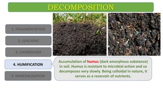 DECOMPOSITION
1. FRAGMENTATION
2. LEACHING
3. CATABOLISM
4. HUMIFICATION
5. MINERALISATION
Accumulation of humus (dark amorphous substance)
in soil. Humus is resistant to microbial action and so
decomposes very slowly. Being colloidal in nature, it
serves as a reservoir of nutrients.
 