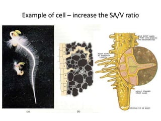 Example of cell – increase the SA/V ratio
 