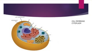 CELL MEMBRANE
CYTOPLASM
 