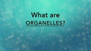 Endoplasmic Reticulum
 