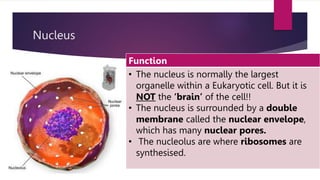 Nucleus
Function
• The nucleus is normally the largest
organelle within a Eukaryotic cell. But it is
NOT the ‘brain’ of the cell!!
• The nucleus is surrounded by a double
membrane called the nuclear envelope,
which has many nuclear pores.
• The nucleolus are where ribosomes are
synthesised.
 