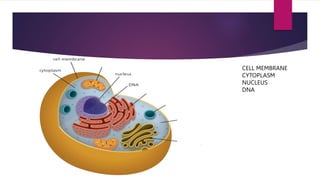 CELL MEMBRANE
CYTOPLASM
NUCLEUS
DNA
 