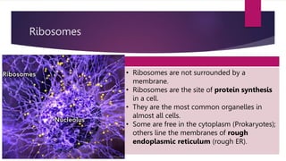 Ribosomes
• Ribosomes are not surrounded by a
membrane.
• Ribosomes are the site of protein synthesis
in a cell.
• They are the most common organelles in
almost all cells.
• Some are free in the cytoplasm (Prokaryotes);
others line the membranes of rough
endoplasmic reticulum (rough ER).
 