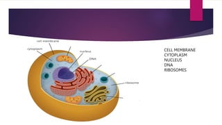 CELL MEMBRANE
CYTOPLASM
NUCLEUS
DNA
RIBOSOMES
 