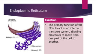 Endoplasmic Reticulum
Function
• The primary function of the
ER is to act as an internal
transport system, allowing
molecules to move from
one part of the cell to
another.
 