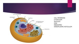 CELL MEMBRANE
CYTOPLASM
NUCLEUS
DNA
RIBOSOMES
ENDOPLASMIC RETICULUM
 