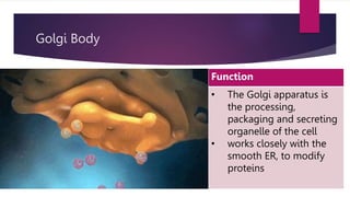Golgi Body
Function
• The Golgi apparatus is
the processing,
packaging and secreting
organelle of the cell
• works closely with the
smooth ER, to modify
proteins
 
