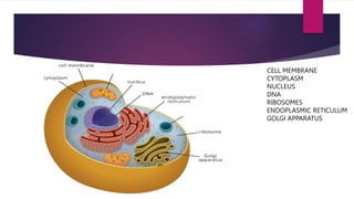 CELL MEMBRANE
CYTOPLASM
NUCLEUS
DNA
RIBOSOMES
ENDOPLASMIC RETICULUM
GOLGI APPARATUS
 