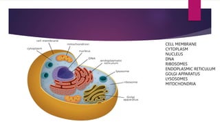 CELL MEMBRANE
CYTOPLASM
NUCLEUS
DNA
RIBOSOMES
ENDOPLASMIC RETICULUM
GOLGI APPARATUS
LYSOSOMES
MITOCHONDRIA
 