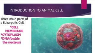 INTRODUCTION TO ANIMAL CELL
Three main parts of
a Eukaryotic Cell:
 