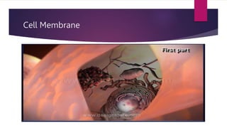 Cell Membrane
 
